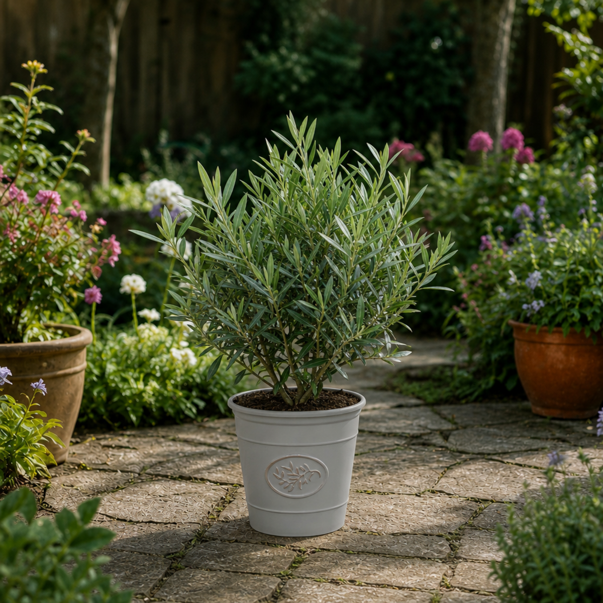 Olive (Olea europaea) – Bushy Tree (3L Pot)