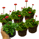 Red Colour Flowers Plants (Set of 3 or 6)