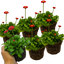 Set of 3 or 6 Large Bellis Bedding Plants - Red Colour Flowers, Garden Ready, 10.5cm Pots