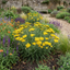 Set of 3 or 6 Achillea Cloth of Gold Yarrow Plants, Hardy Perennial, Bee Friendly Garden Flowers, Outdoor Garden Ready, 1 Litre Root-Ball