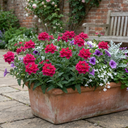 Verbena Trailing Magelana Hot Rose Plants (Set of 3 or 6)