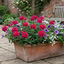 Set of 3 or 6 Verbena Trailing Magelana Hot Rose Plants, Summer Bedding Garden Ready, 10.5cm Root-Ball