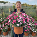 Dianthus Shirley Temple Plants