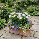Leucanthemum Madonna White Shasta Daisy Plants (Set of 3 or 6)