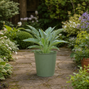 3Ltr Hosta Tears from Heaven, Shade Perennial, Nursery Pots