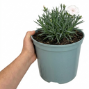 Fragrant Cottage Pink Dianthus Memories Plant (5L Pot)