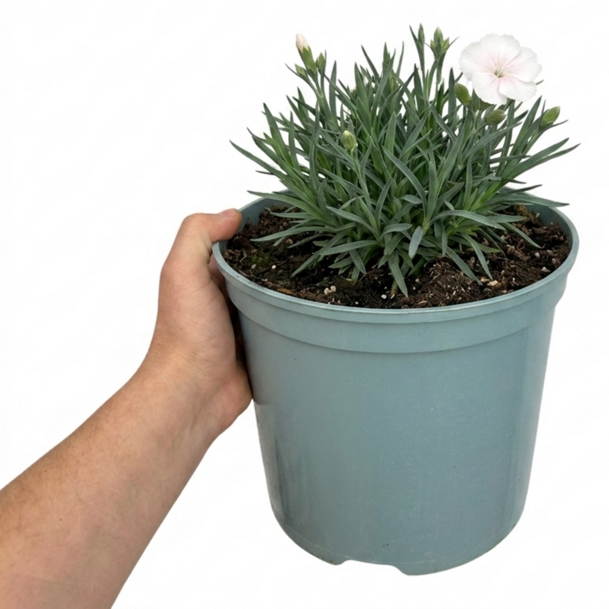 Dianthus 'Memories' (Cottage Pink) – Fragrant Hardy Perennial (5L Pot)