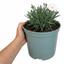 1 Fragrant Cottage Pink Dianthus Memories, Hardy Perennial Summer Flowering Garden Plant, 5L Root Ball