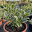 1 Ilex Argentea Marginata Silver Variegated Holly Plant, Hardy Evergreen Shrub, 3 Litre Root Ball