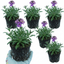 Set of 3 or 6 Erysimum Spring Feeling Hardy Perennial Wallflower Plants, Bee Friendly, Fragrant, Outdoor Garden Ready, 1 Litre / 11cm Root-Ball