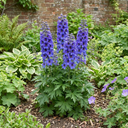 Delphinium Pixie Neptune Rocket Plant (3L Pot)