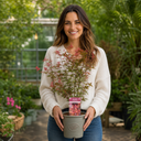 3 Litre Red Acer Tree, Japanese Maple Plant, Nursery Pots