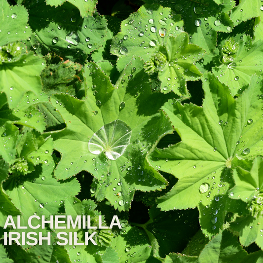 Alchemilla 'Irish Silk' (Lady's Mantle) – Hardy Perennial (Set of 3 or 6)