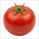 Tomato Shirley Variety Plants (Set of 3 or 6)