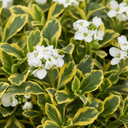 3 Arabis Old Gold Rock Cress Plants, 9cm Pots