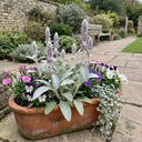 Stachys Byzantina ‘Lamb’s Ear’ Hardy Evergreen Perennial Plants (Set of 3 or 6)