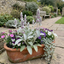 Set of 3 or 6 Stachys Byzantina ‘Lamb’s Ear’ Hardy Evergreen Perennial Plants, Low Maintenance, Border Garden Ready, 1 Litre Root-Ball