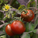 Consuelo Cherry Tomato Plants
