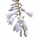 First Frost Plantain Lily Plants (Set of 3 or 6)