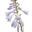 Set of 3 or 6 Large Hosta Plants - First Frost Plantain Lily, Ready to Plant in Your Garden