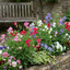 Set of 3 or 6 Large, Garden Ready Plants - Sweet Pea Little Sweetheart Mix, 10.5 cm