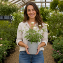 3Ltr Patio Rose Plant, White Rose Bush, Nursery Pots