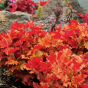 Heuchera Marmalade Plant (2L Pot)