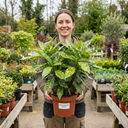 Aucuba Japonica Crotonifolia Spotted Laurel Plant (2L Pot)