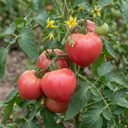 Tomato Rose Crush Variety Plants (Set of 3 or 6)