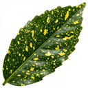 Aucuba Golden King Plant (5L Pot)