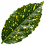 1 Large Plant - Aucuba Golden King, Ready to Plant in Your Garden, 7.5L Pot