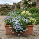 Phlox Emerald Cushion Blue Alpine Plants (Set of 3 or 6)