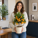 Calamondin Orange Tree 5Ltr, Indoor Citrus Tree, Pots
