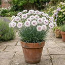 Dianthus Coconut Sundae Cottage Pinks Plants