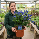 Ceanothus Skylark Plants