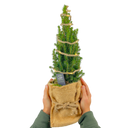 Christmas tree in sack with lights Plant