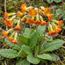 Primula veris Orange with Yellow Plants (Set of 3 or 6)