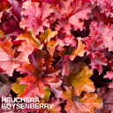 Heuchera Boysenberry Plant (2L Pot)