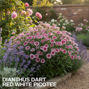 Dianthus Dart Red White Picotee Plant
