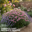 1 Large Plant - Dianthus Dart Red White Picotee, Ready to Plant in Your Garden
