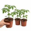 Tomato Buffalosun Variety Plants (Set of 3 or 6)