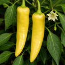 Hungarian Hot Wax Chilli Pepper Plants