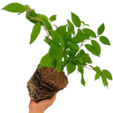Viburnum Mariesii Plant (3L Pot)