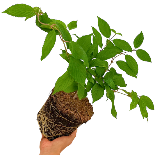 Viburnum plicatum 'Mariesii' – Layered Deciduous Shrub (3L Pot)