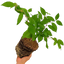 1 Large Plant - Viburnum Mariesii, Ready to Plant in Your Garden, 3L Rootball