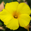 Set of 3 or 6 Large Plants - Calibrachoa Cabaret Pure Yellow, Outdoor Garden Ready