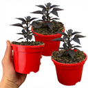 Grow Your Own Chilli Pepper Atomic Plants (Set of 3 or 6)