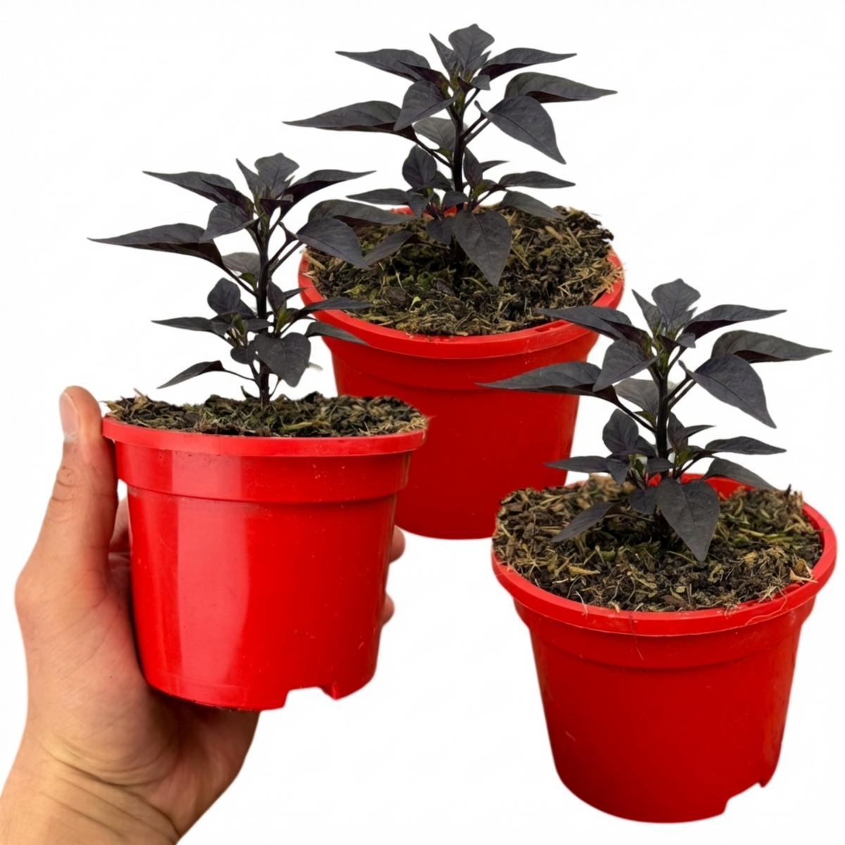 Chilli 'Atomic' – Grow Your Own Chilli (Set of 3 or 6)