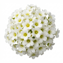 Saxifrage Ice Colours Pearl White Plants (Set of 3 or 6)