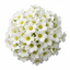 Set of 3 or 6 Saxifrage Ice Colours Pearl White Plants, Hardy Alpine Evergreen Ground Cover Perennial, Outdoor Garden Ready, 1 Litre Root-Ball